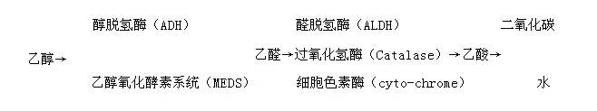 白藜芦醇有助于喝酒前、喝酒中、喝酒后肝细胞氧化酵素解酒