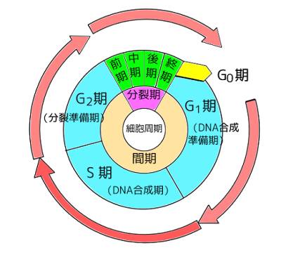 白藜芦醇延长寿命系列 4 – 调控细胞周期与防癌效果