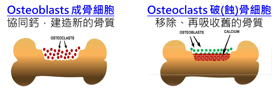 【疾病解读】白藜芦醇 — 有效防治骨质疏松症