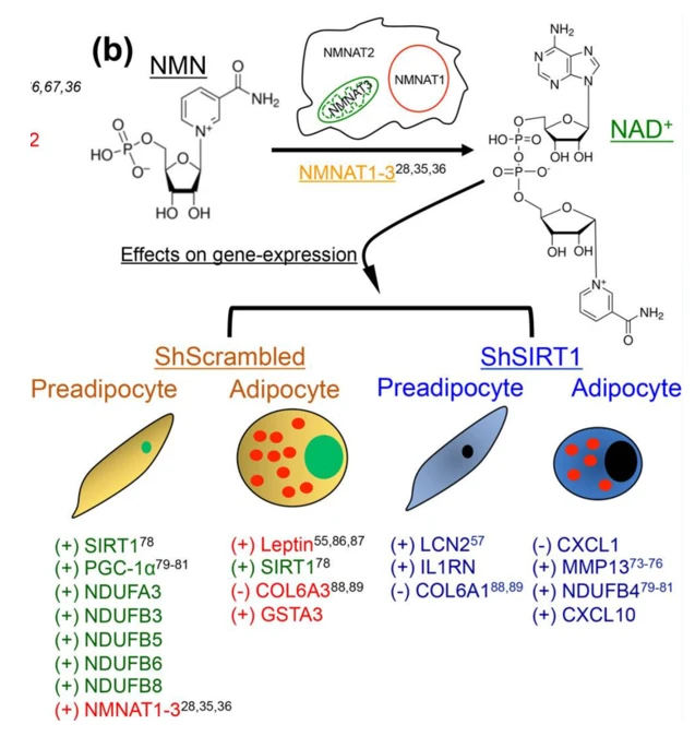 NMN刺激脂肪细胞中的代谢基因活性