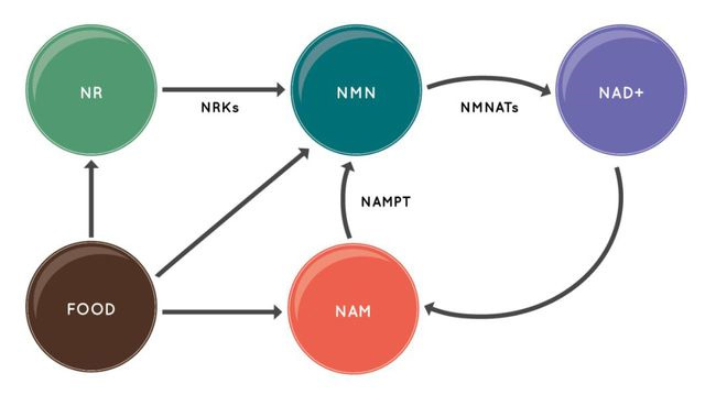 最好的NAD+前体是NMN，NR，NA还是TRP?
