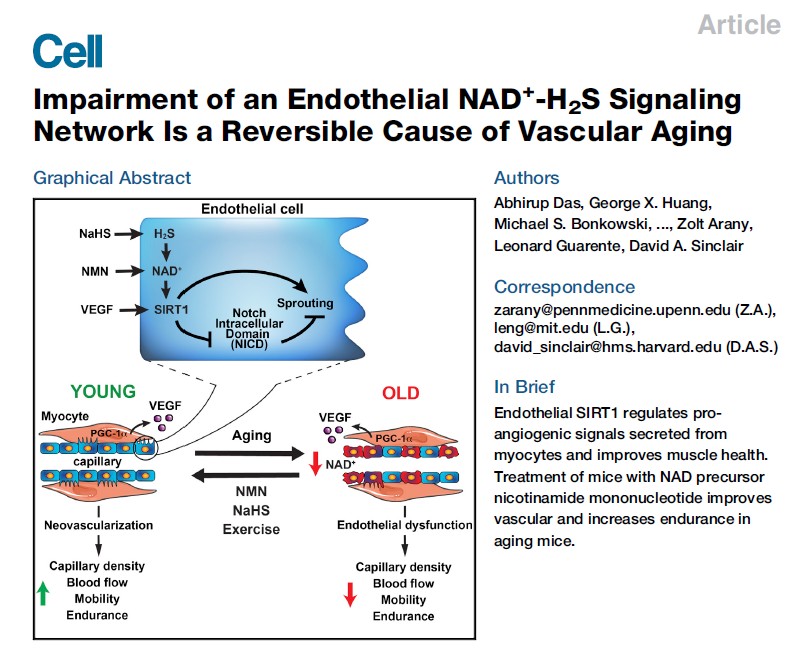NMN 修复血管内皮 – NMN逆转衰老引起的动脉弹性的僵硬