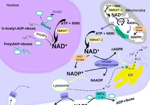 【NAD + 的临床试验和疾病运用】神经性疾病与衰老的研究