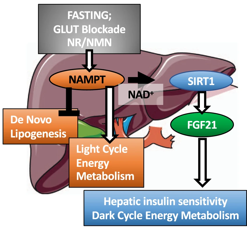 【科技文献】NMN 生成酶驱动与禁食相关的脂肪燃烧