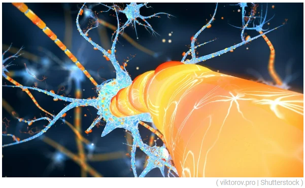 【科技文献】中国研究人员表明，NMN可使老年小鼠的脑细胞恢复活力