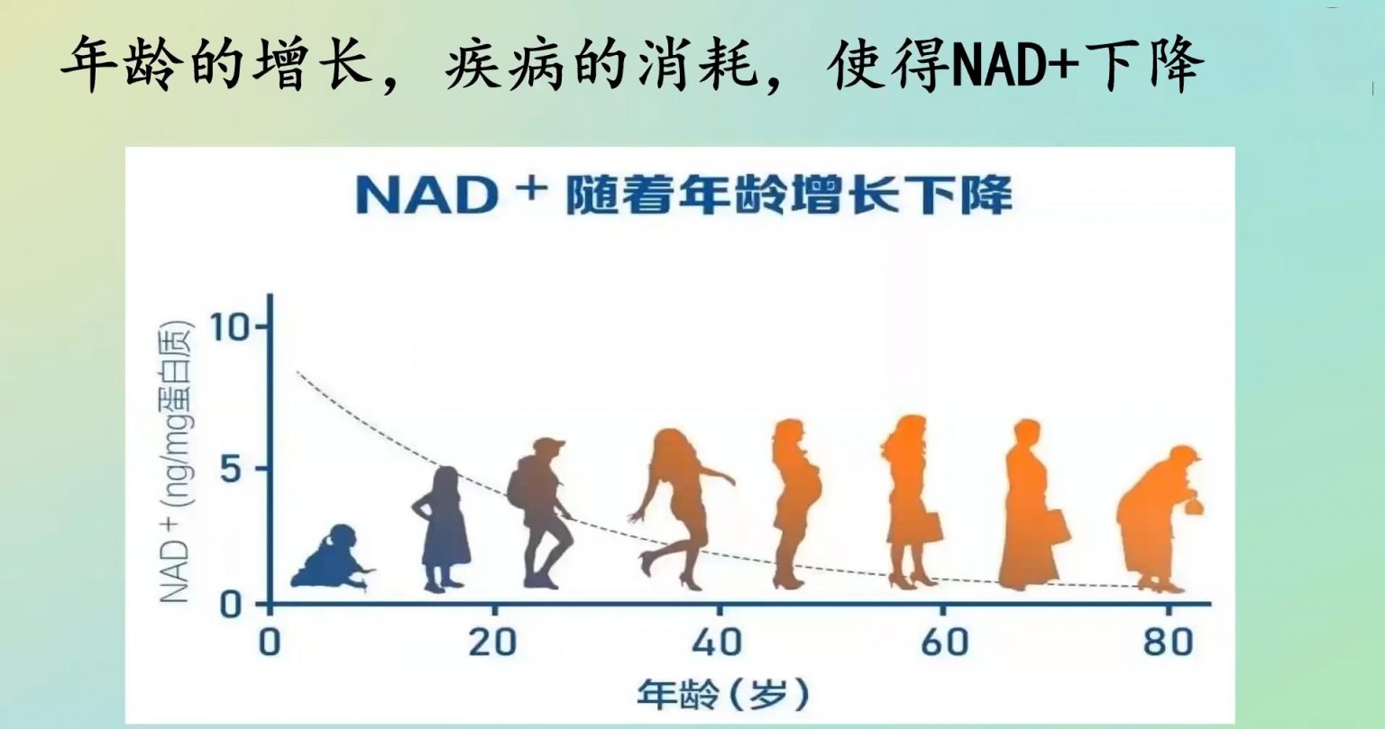 盘点2019年NMN 科学研究文献摘录