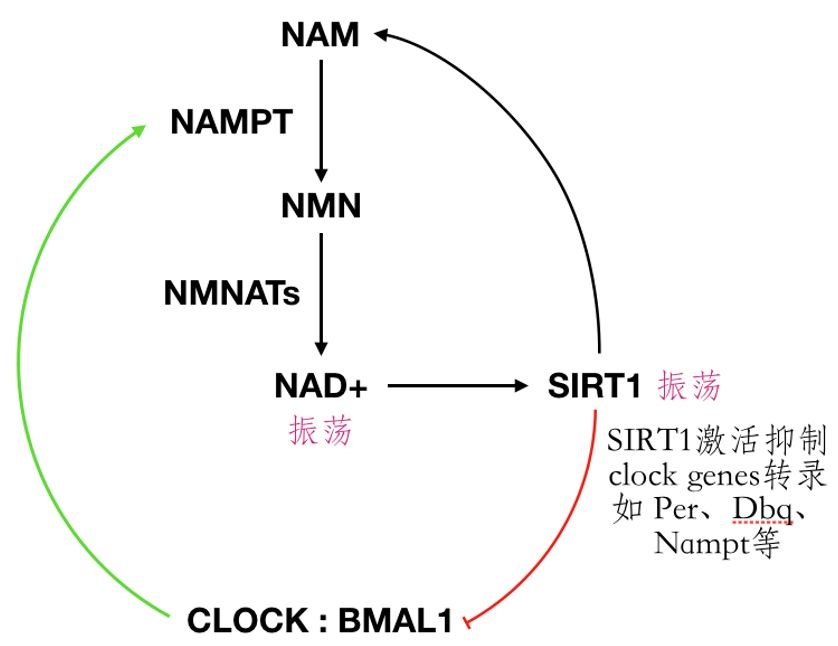 NMN帮助提升睡眠质量，降低相关疾病风险