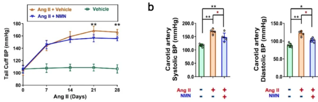 【科技文献】研究表明 NMN 可阻止小鼠血管老化