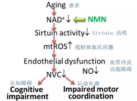 【NMN助你抗衰老】看NMN如何逆转血管衰老