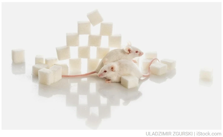 【科技进展】NMN 帮助小鼠逆转饮食和年龄诱发的糖尿病