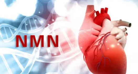 NMN与心脏健康