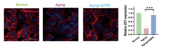 最近中国科学家发现葡萄籽提取物能增强 烟酰胺单核苷酸 效能，保护小鼠视网膜细胞免受衰老侵袭！