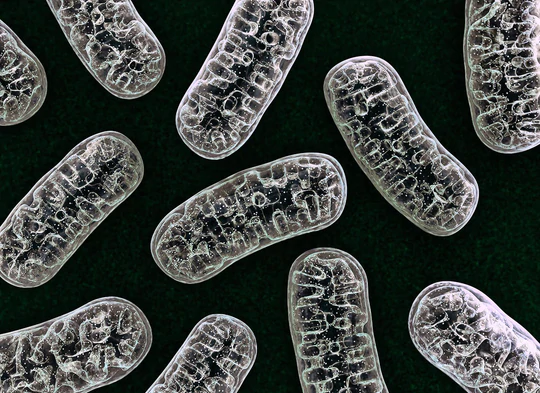 NMN Administration Promotes Mitochondrial Health and Prevents Heart Failure