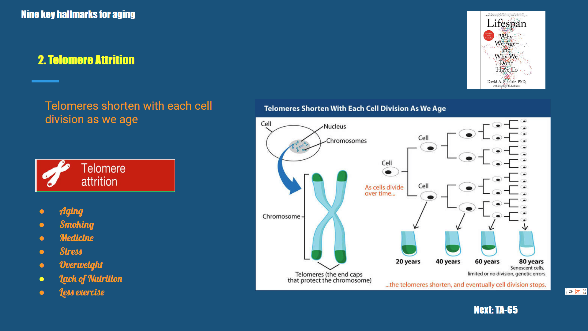 Aging Hallmarks – 2: Telomere Attrition