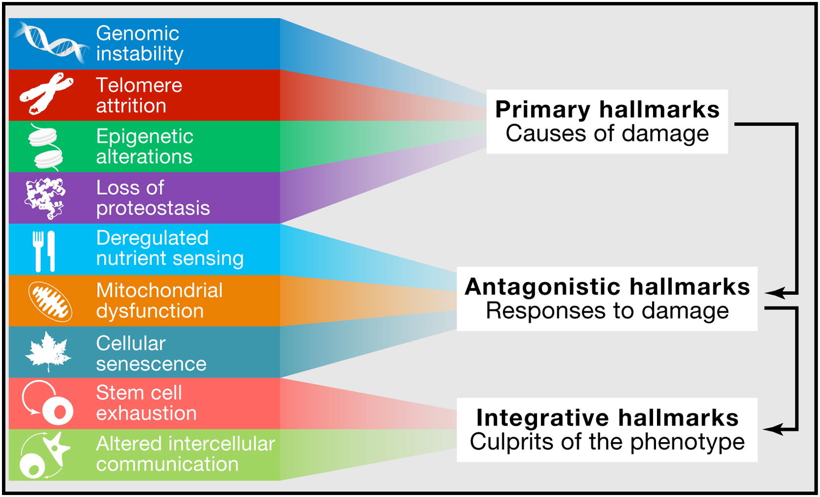 9 Hallmarks of aging