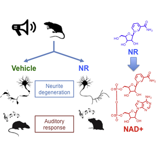 NAD+ Boosting Molecule Protects Mice from Hearing Loss