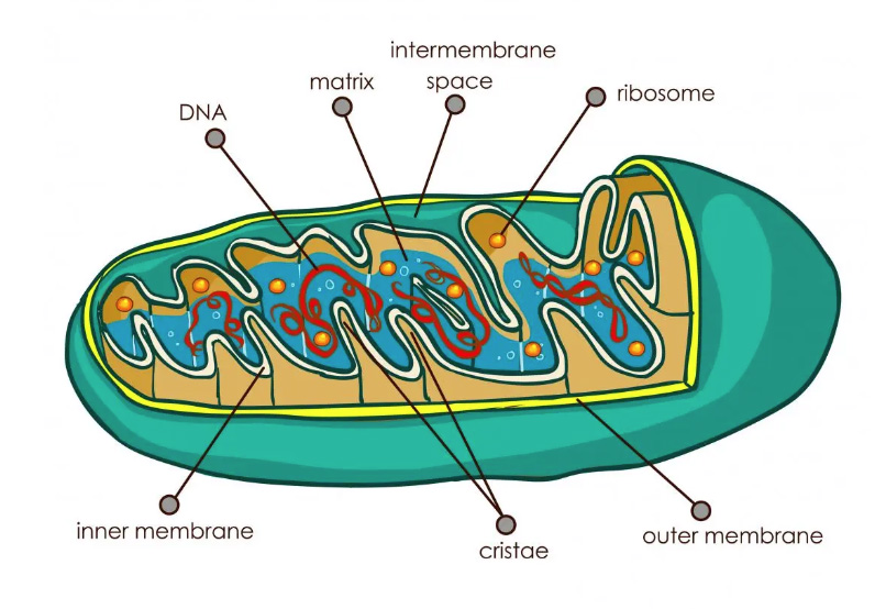 Want to know what is NMN , you need to know what “Sirtuins”, “mitochondria” and “NAD+” are