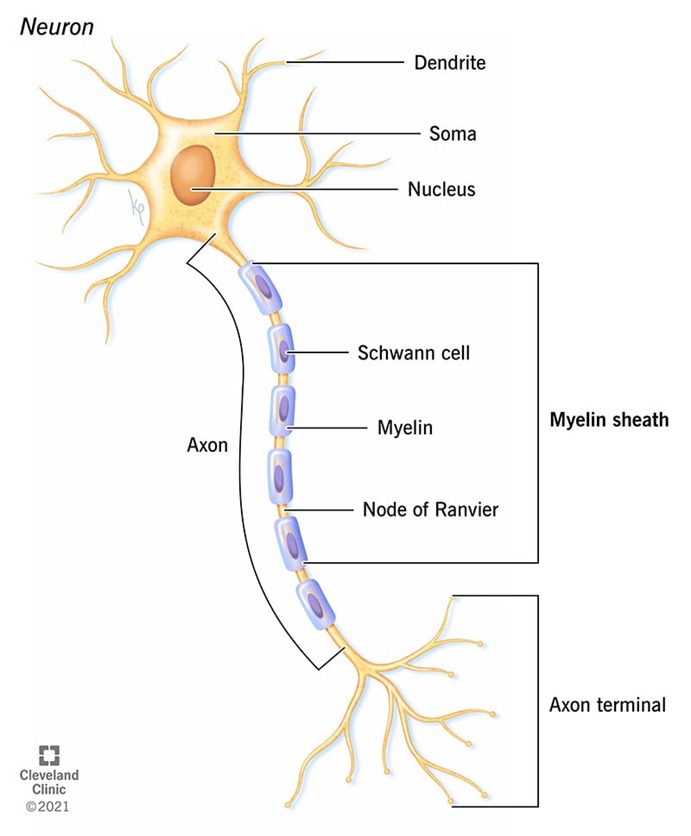 “NMN among other compounds” in reversing cognitive impairment due to obstruction of blood flow to the brain.