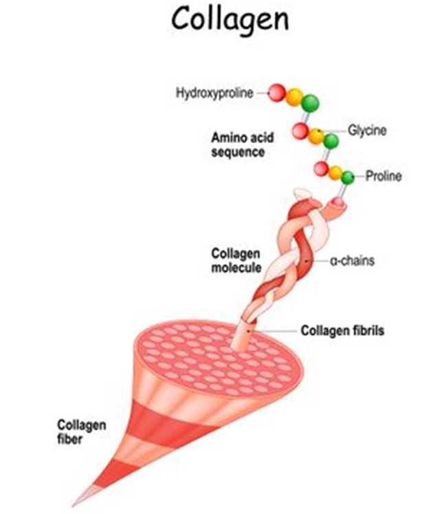 Let’s talk about collagen today